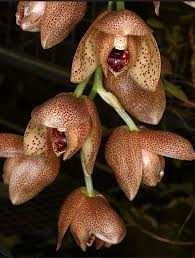 Image result for Bulbophyllum scaberulum