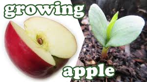 A seedling, or a young plant, as a newly sprouted tree. How To Grow An Apple Tree From Seeds Planting Apple Fruit Trees Growing Fruits Gardenersland Youtube
