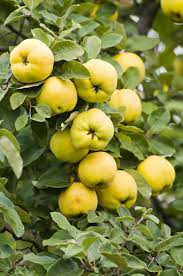Smyrna Quince Tree At Backyard Fruit Fruit Garden Fruit Trees Quince Fruit