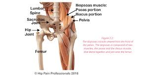 Surface anatomy deals with anatomical features that can be studied by sight, without dissection. Hip Pain Explained Including Structures Anatomy Of The Hip And Pelvis