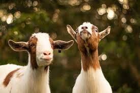 And commercial goat production can help for fighting food scarcity. Support Sustainable Farming And Invite A Goat To Your Next Meeting Gotomeeting