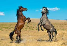 Are There Still Wild Horses In The Wild Animals Home