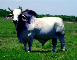 The brangus breed, a 3/8 brahman and 5/8 angus composite, was developed to utilize the superior traits of angus and brahman cattle. Beef Cattle Discovery Breeds Brahman Animal Food Sciences