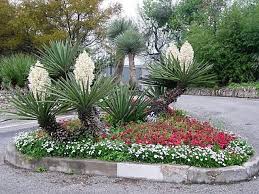 Check spelling or type a new query. Today S Bloom Is Broad Leaf Yucca Yucca Baccata Yucca Plant Yucca Plant Landscaping Yucca Landscaping