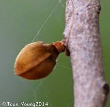 Image result for Hexalobus