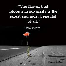 Bloom Where You Are Planted Words Quotes Flower Quotes Words