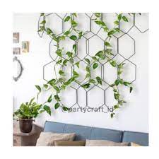 Jingga atau merah muda </li></ul><ul><li>pembiakkan : Daun Hias Lilit Shopee Indonesia