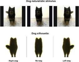 Дастин хоффман, роберт де ниро, энн хеч и др. Seeing Left Or Right Asymmetric Tail Wagging Produces Different Emotional Responses In Dogs Sciencedirect