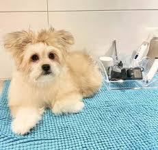 Shih tzu pomeranian mix puppies. Is The Lovable Shih Tzu Pomeranian Mix The Right Pet For You K9 Web