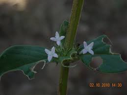 Image result for Spermacoce kirkii