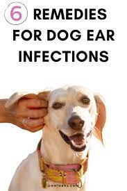 6 Natural Dog Ear Infection Home Remedies In 2021 Dogs Ears Infection Dog Ear Infection Remedy Yeast In Dogs Ears