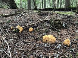 Image result for Sericorema remotiflora