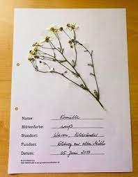 Aronstab (arum) ist eine pflanzengattung aus der familie der aronstabgewächse (araceae). Herbarium Gestalten Herbarium Vorlage Blumen Pressen Etiketten Vorlagen