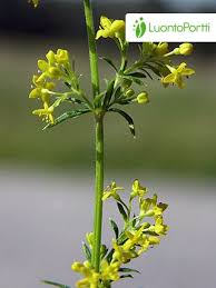 Image result for Galium verum