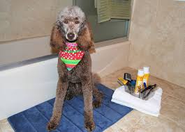 It will take you ages. An Easy Temporary Dog Bathing Solution For Renters Tips Forrent