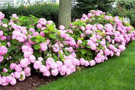 This is one of the more tolerant hydrangeas, putting up with heat, cold, drought and full sun. Hydrangeas Blessings Or Curse Neil Sperry S Gardens