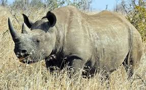 Image result for Crateranthus congolensis