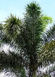 Image result for Wodyetia bifurcata