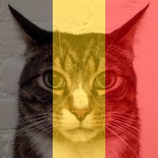 Belgian cats on wn network delivers the latest videos and editable pages for news & events, including entertainment, music, sports, science and more, sign up and share your playlists. Dr Chaos On Twitter Hang In There Belgian Cats Chats Katten Katzen Brusselslockdown Bruxelleslockdown Https T Co Tepvvewvxr Twitter