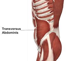 Muscles that move the leg are located in the thigh region. Muscles Advanced Anatomy 2nd Ed