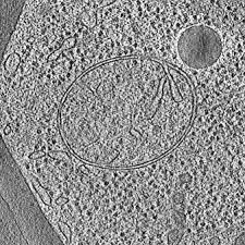 Doing business as:wagner l j home interiors. Mtorc1 Controls Phase Separation And The Biophysical Properties Of The Cytoplasm By Tuning Crowding Sciencedirect