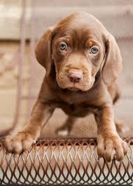 Pin By Tc Sermin Caliskan On Photography Pets Puppies Happy Dogs Cute Dogs