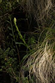 Image result for Disa fragrans