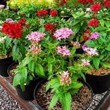 Tanaman hias yang cantik mungil dan rajin berbunga rimbun dengan bentuk menyerupai. Erista Garden Pentas Lanceolata