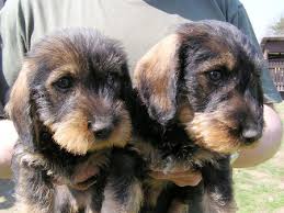 Image result for jezevčík drsnosrstý