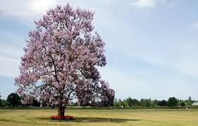 Image result for Paulownia