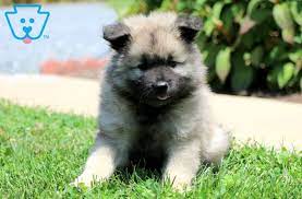 Pablo Keeshond Puppy For Sale Keystone Puppies Keeshond Puppy Keeshond Puppies