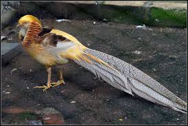 Hal ini juga diperparah dengan maraknya perburuan yang dilakukan masyarakat sekitar. Burung Halaman 3 Bidal Melayu Malay Proverbs