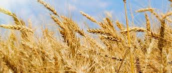 Kamut® wheat is higher in protein than ordinary wheat and has more essential lipids and amino acids. Kamut Do You Know It Really