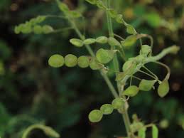 Image result for Desmodium tortuosum