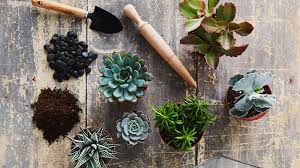 Si decides hacer tu propio sustrato te recomendamos que no te pierdas nuestro artículo con todo lo que debes saber del sustrato para cactus y suculentas y otro donde te compartimos nuestras 7 recetas de sustrato casero para. Crea Tu Propio Terrario Paso A Paso Y Decora Tu Cocina Cocina Facil