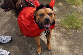 Devil Dog Staffordshire Bull Terrior 3 Dogs Bull Terrier Staffordshire Bull Terrier