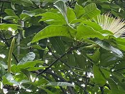 Image result for Pachira glabra