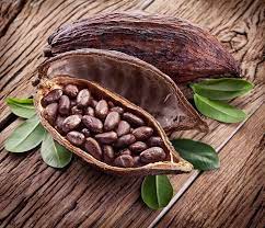 Check spelling or type a new query. Useful Tips On The Obroma Cacao