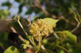 Image result for Gyrocarpus