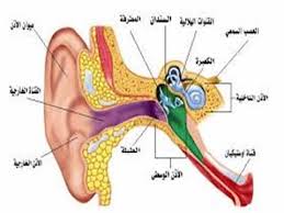 العبوة التى تحتوى على حبوب بتركيز 8 ملجم سعر العبوة 63 جنية. Ø¨ÙŠØªØ§Ø³ÙŠØ±Ùƒ Ø§Ù„Ø¯ÙƒØªÙˆØ± ÙÙ‡ÙŠØ¯ Ø§Ù„Ø³Ø¨ÙŠØ¹ÙŠ Youtube