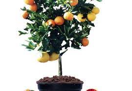 The tree will be 3 to 4 feet tall when it arrives at your home, and will grow to 12 to 15 feet, an ideal height range for picking. Arts Graft The Splendor Of The Fruit Salad Tree 2ser
