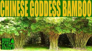 Golden yellow culms stand out brilliantly against a layer of bright green foliage. Chinese Goddess Bamboo It Has Solid Culms And Tiny Leaves Perfect For A Hedge And Landscaping Youtube