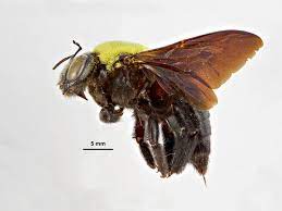The tell tale signs are small piles of sawdust below the bore hole. How To Get Rid Of Carpenter Bees