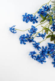 Image result for Pentas bussei