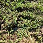 Image result for Lythrum rotundifolium