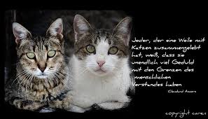 Katzenspruche Katzen Katzen Zitate Katzenspruche
