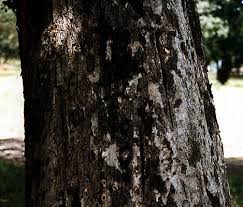 Image result for Baikiaea