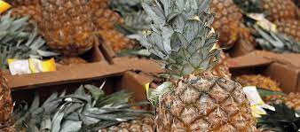 An antigua black looks like a hawaiian pineapple in shape, size, and texture, but the skin remains dark green even when it ripens to peak flavor, unlike its typically yellow counterparts. Antigua Black Pineapple The World S Sweetest Aua