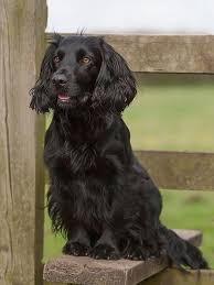 Working Cocker Spaniel Cockerspanielpuppies Spaniel Dog Dogs Cocker Spaniel Dog