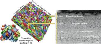 Maybe you would like to learn more about one of these? Crossfibrillar Mineral Tessellation In Normal And Hyp Mouse Bone As Revealed By 3d Fib Sem Microscopy Sciencedirect